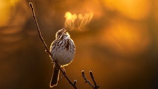 Incredible Morning of Bird Photography | Breath of a Song Sparrow