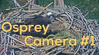 Preview of stream Boulder County Fairgrounds Osprey Camera
