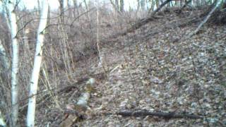 Coyote
