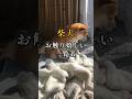 僕のお触り一覧表を紹介するよ 柴犬のいる暮らし いぬのいる生活 いぬのきもち Shibainu Shorts