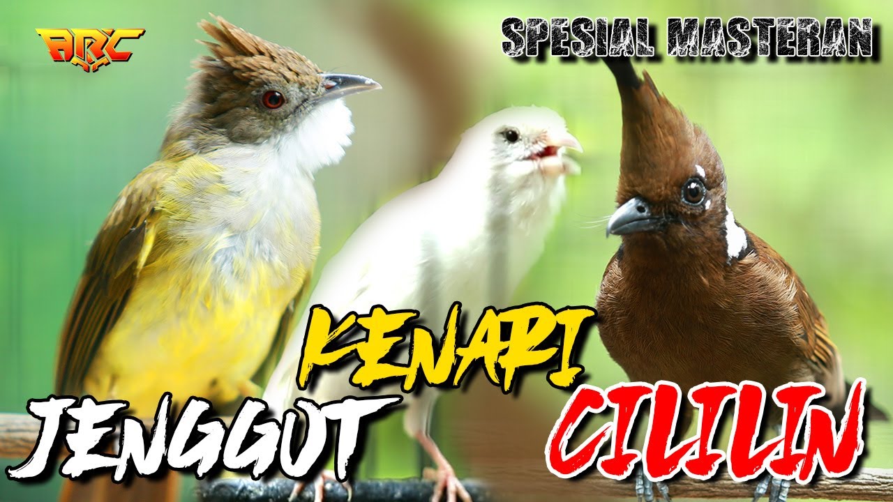 MASTERAN KOMBINASI CUCAK JENGGOT - CILILIN - KENARI