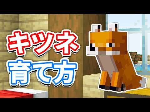 マイクラ1 14 キツネ Fox 生態 繁殖方法 スポーン条件 捕獲方法を詳しく解説 マインクラフト Snapshot 19w09a Youtube