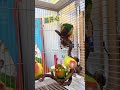 Smart Parrot Chooses Natural Branch Perch 🦜😍 #shorts