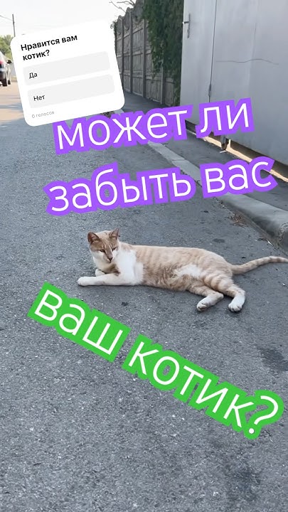 #Кот #кошка #shorts #врекомендации - YouTube