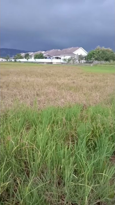 tak tandur pari malah tukule suket teki#shorts