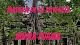 💪😻.. Madera  de la potencia * MUIRA PUAMA 🌴...#nature #health #wood  #power #plants #salud