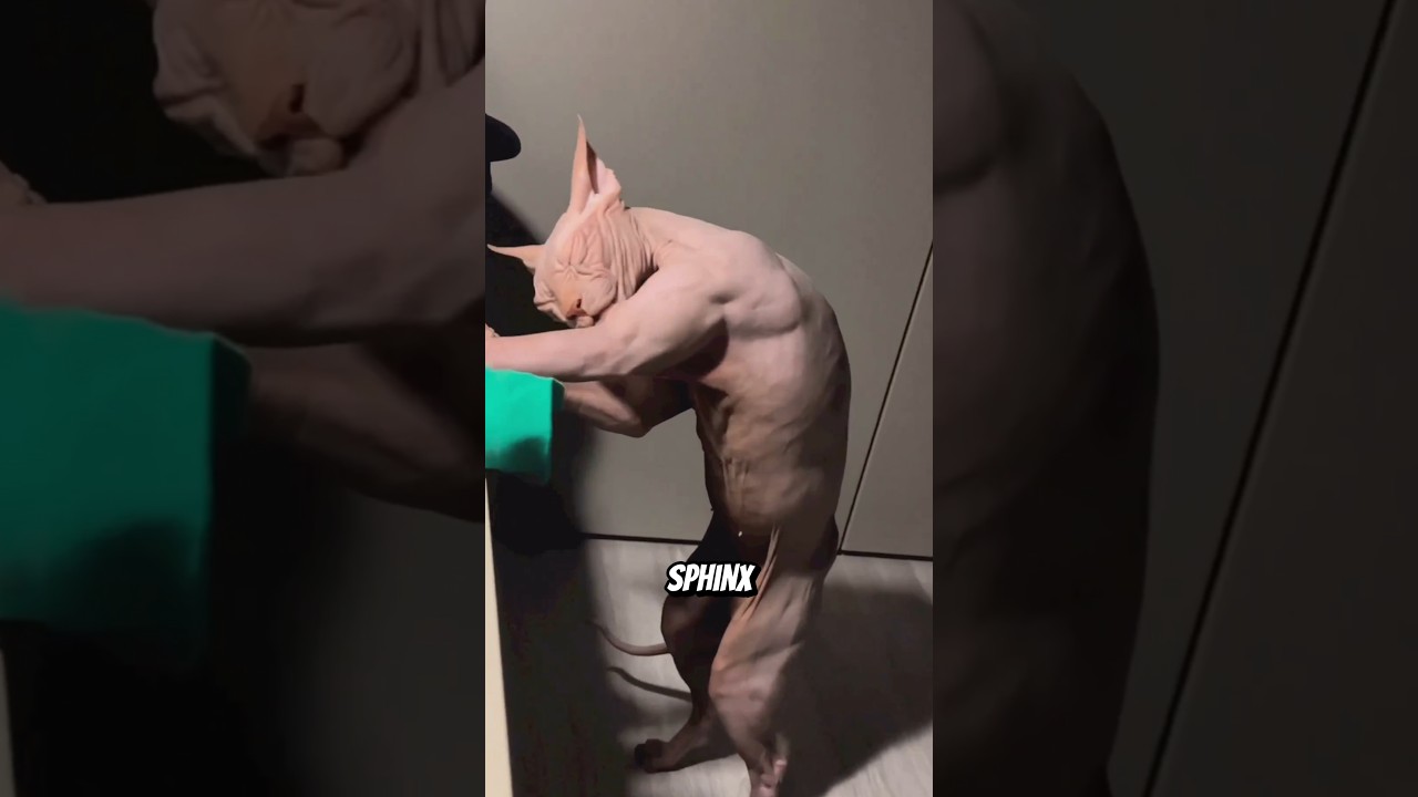 Ces chats de luxe coûtent plus cher qu’une voiture — le dernier va vous choquer 😨