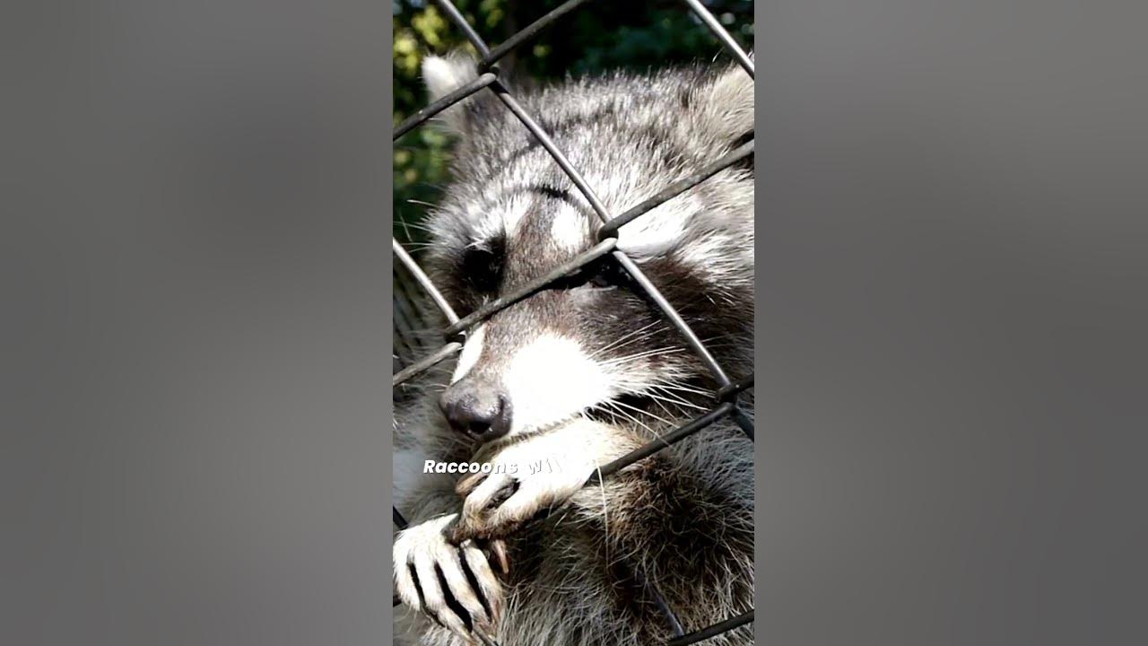 Are raccoons aggressive to humans do racoons attack humans youtube