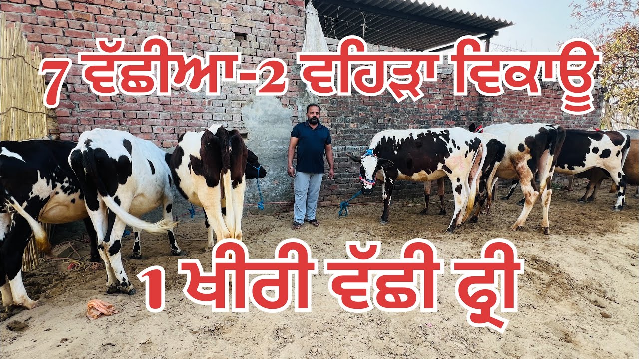 7 ਵੱਛੀਆ-1 ਵਹਿੜਾ ਸਸਤੇ ਮੁੱਲ ਚ 🔥1 ਵੱਛੀ ਫ੍ਰੀ 🔥7 heifer-2 cow for sale 