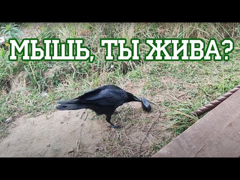 Ворон мучает мышку... Но не ту, о которой вы подумали.