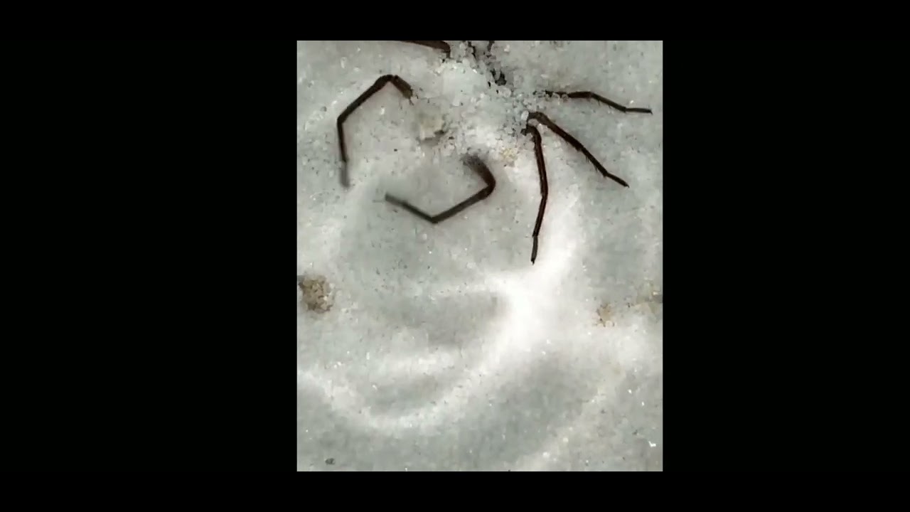 шестиглазый песочный паук