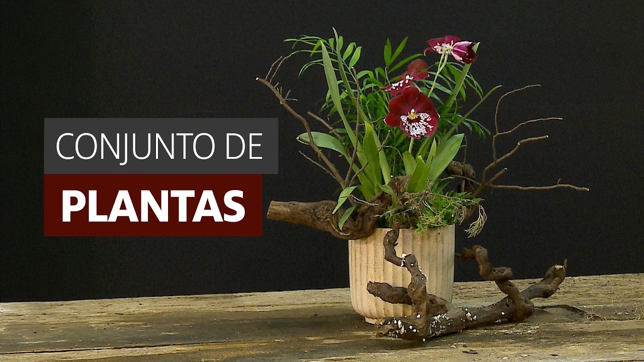 ARRANJO COM FLORES PLANTADAS #floricultura #floriculturalucrativa #artefloral #plantas
