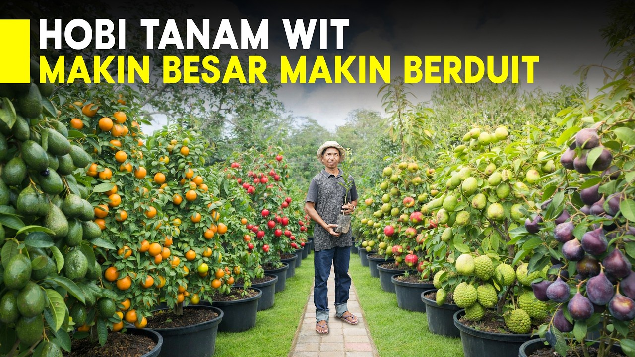 Tanam Buah Dalam Pot, Usaha Rumahan Dengan Penghasilan Besar