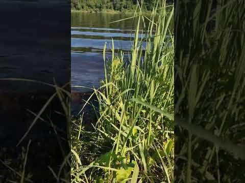Отдых на природе 🌲🌳🌲 Река Зап.Двина Беларусь