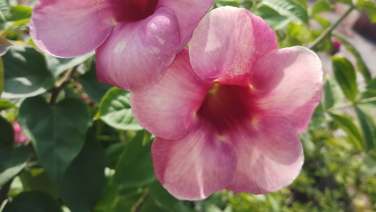 How to Grow Allamanda Plant / Golden Trumpet With All Care Tips My