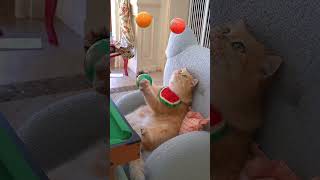 Who Will Play Billiards With Me？#Exlittlebeans #Funnycats #Funnyvideos