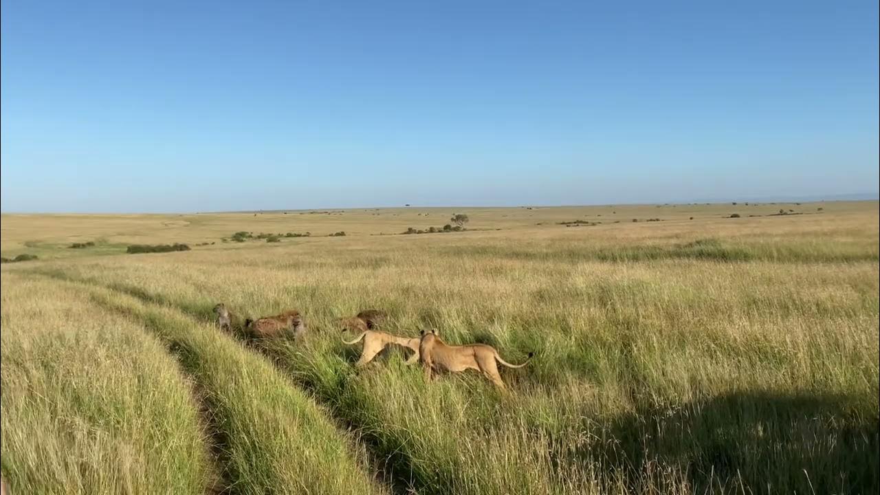 Lions vs Hyenas - YouTube