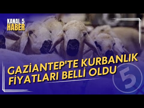 Gaziantep'te Kurbanlık Fiyatları Belli Oldu | Kurban Fiyatları Dudak Uçuklattı