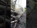 MASSIVE FALLEN TREE 😳