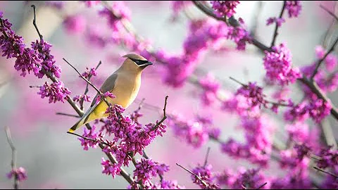 Birding. My New Backyard Hobby - Julie Partin