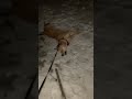Dog chomping on crunchy snow at night #dog #shorts
