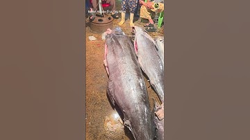 ✍️Ngư dân trúng Luồng cá Ngừ ồ & Cá Cờ// Cảng cá Hàm tử Quy Nhơn// Buffet Hải sản ố lè Quy Nhơn