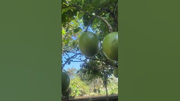 BUAH MAJA #garden #maja #majapahit #buah #fruit #kebun #tanaman #berkebun #pertanian