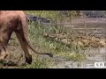 قبيلة هرماس العزه والكرامه