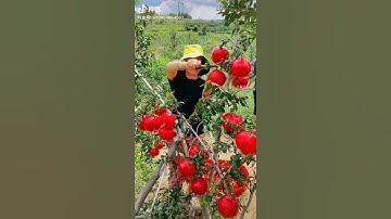 Thu hoạch lựu ai cập -giongcaytrong.org