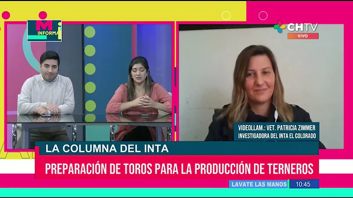 Cmo preparar toros para producir mejores terneros?...