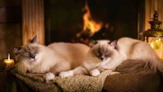 Crackling Fire and Cat Purring Sounds 🔥Siamese Cat Sleep Video 4K. Sleeping Cats by Fireplace Noises