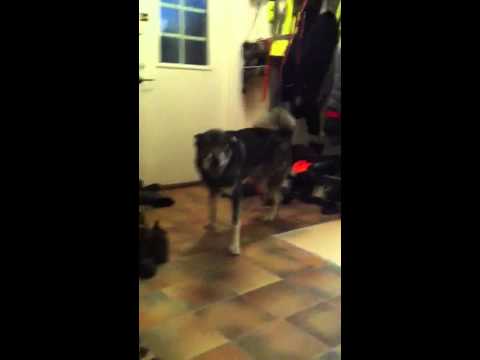 Video: Trimning Av Hundspik: Hur Man Skär Hundspikar På Ett Säkert Och Stressfritt Sätt