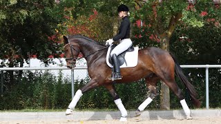 Fahrenheit X Rooney X Pik Noir Gelding 2017