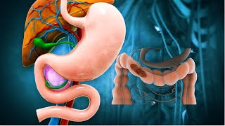 How does Human Digestive System turns food into the poop? Journey of food in Human Digestive System