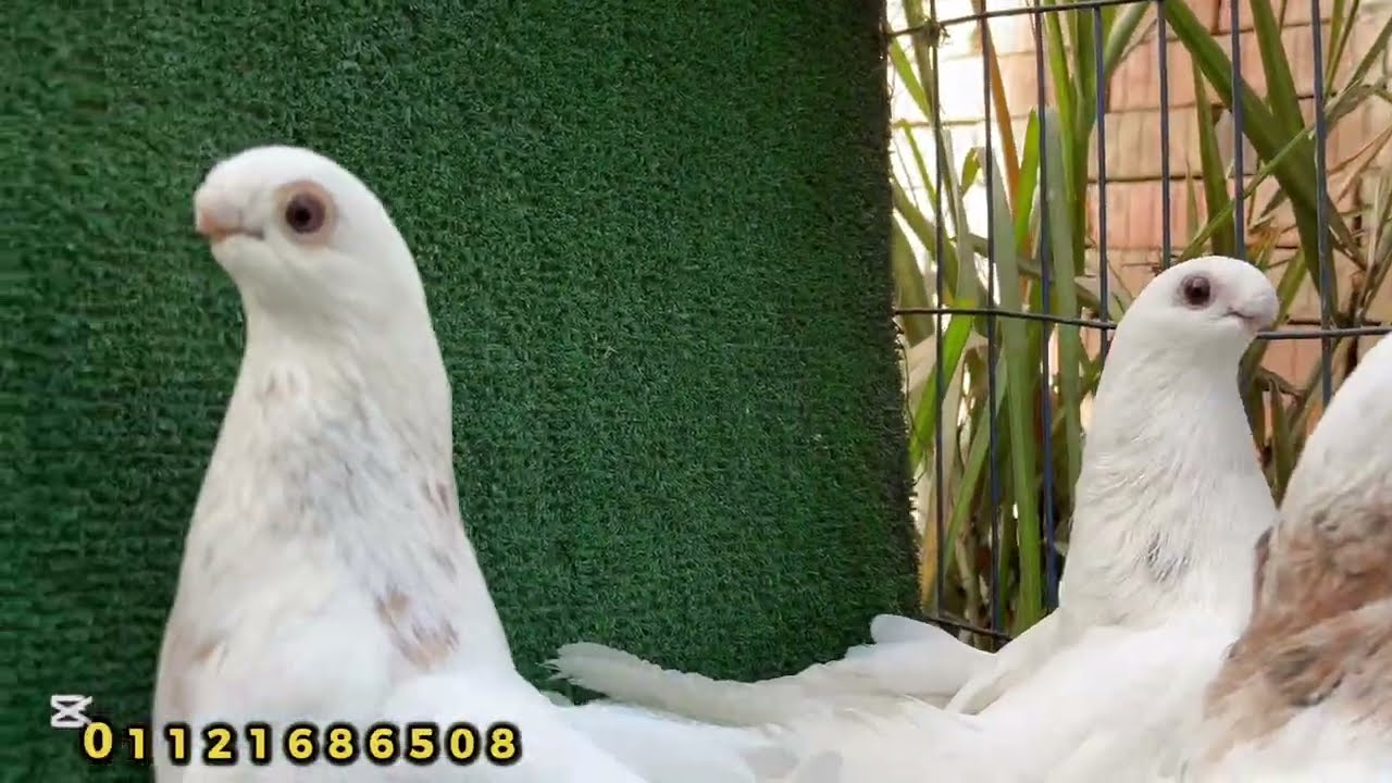 قصوص صوافة وبلق ومساويد وحمر وقطاقطي