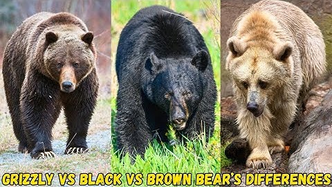 Grizzly Bear Vs Black Bear Vs Brown Bear Differences