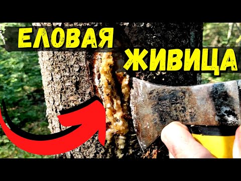 ЕЛОВАЯ ЖИВИЦА -  КАК и ЗАЧЕМ её добывают #46