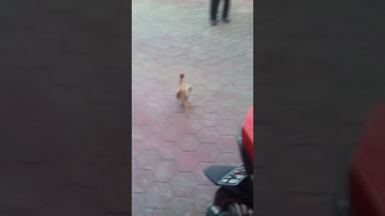 Ayam mabuk kena minuman keras 
