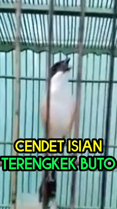 Cendet Gacor Full Isian Tengkek Buto