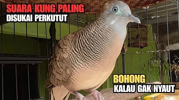 Perkutut Lokal Gacor Suara Kung Besar | Pancingan Terbukti Ampuh Bikin Cepat Bunyi! | Zebra Dove 011