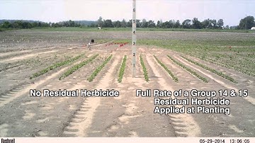 Palmer Amaranth Time-Lapse, Early Growth