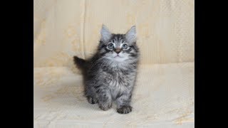 Сибирский котик черный пятнистый табби , Siberian kitten Сибирский котик черный пятнистый табби , Siberian kitten
