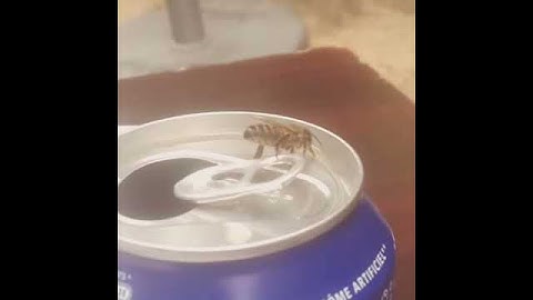 Maya The Bee - Wiggle ( live )