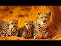 Cheetah mother and cubs on a kill in the Kalahari