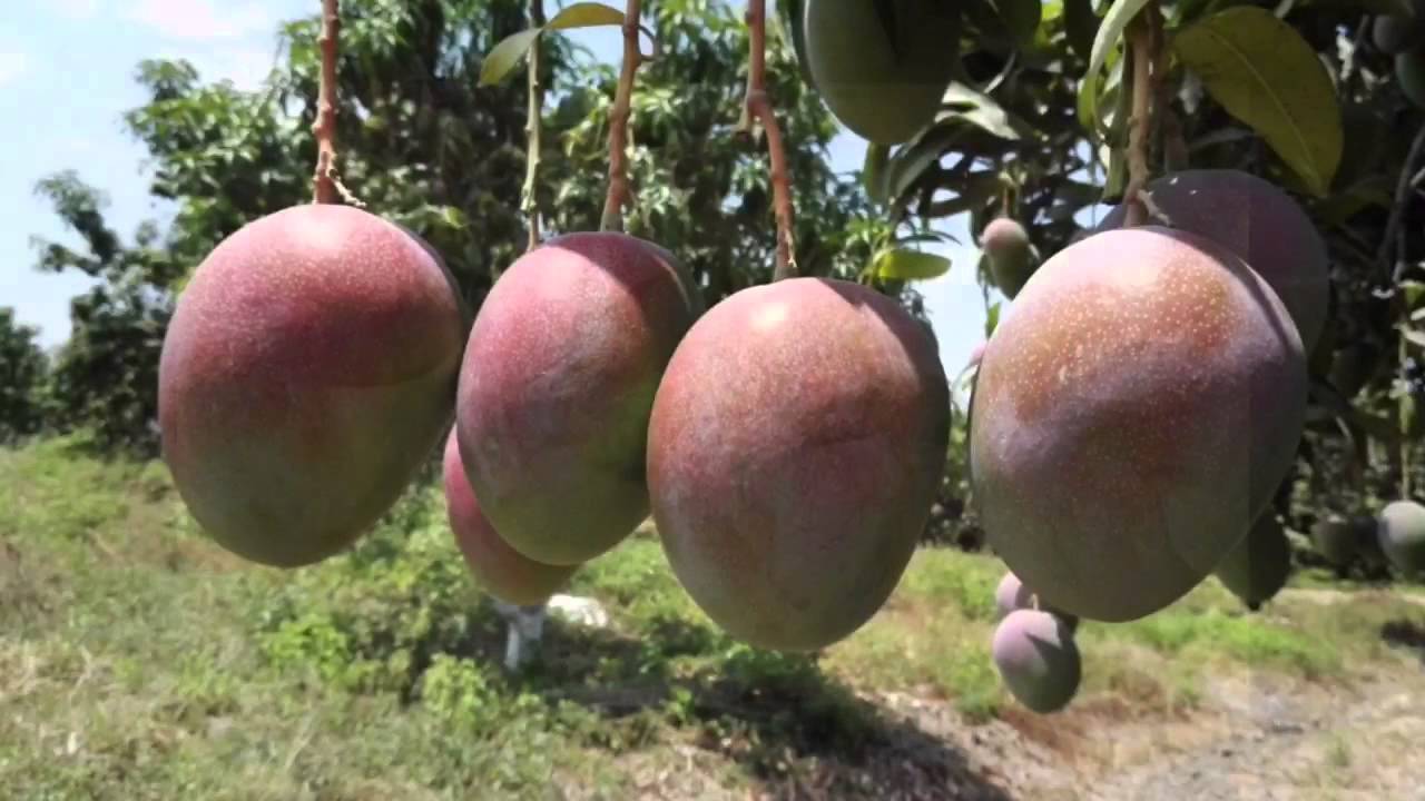 MANGOES FROM PERU. WE MANUFACTURE & EXPORT YouTube