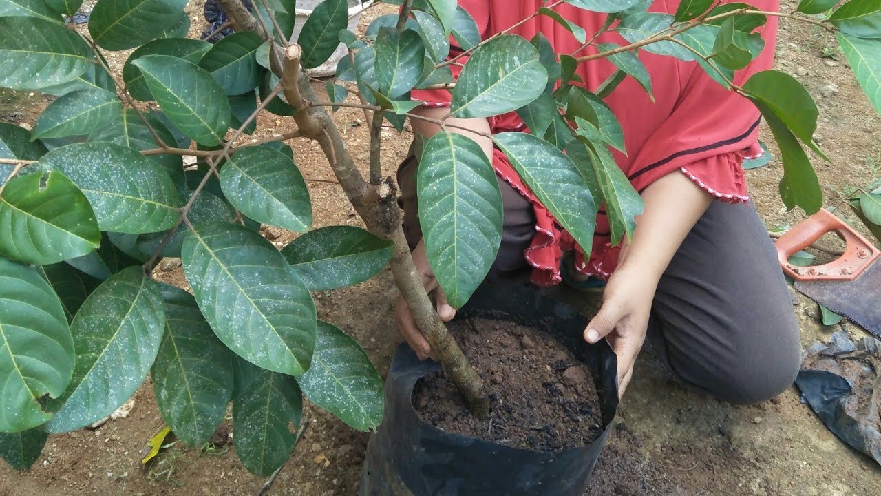 Cara Mencangkok Rambutan (Ace) 