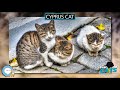 Cyprus cat 🐱🦁🐯 EVERYTHING CATS 🐯🦁🐱 の動画、YouTube動画。