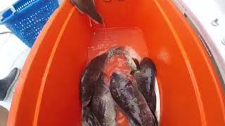 Sara Star Charters- Jumbo Sea B Blitz