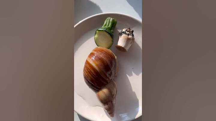 Poire, mon escargot géant, s’est réveillée de son hibernation ! 🐌 #YouTubeCreatorCommunity