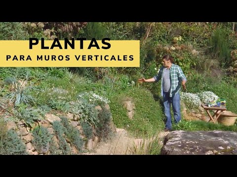 Video: Plantar lirios de rocalla